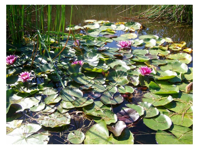 38 Hayward Road, Wandandian NSW 2540