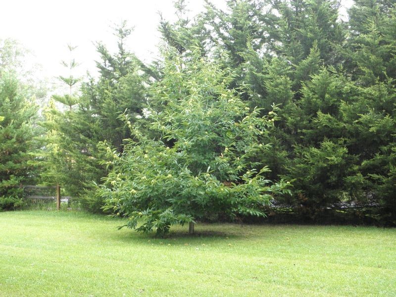 20 Bottlebrush Avenue, Basin View NSW 2540