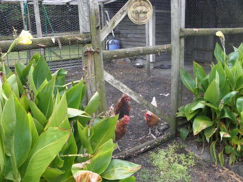 20 Bottlebrush Avenue, Basin View NSW 2540