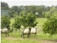 Lot 17 Battunga Drive, Tomerong NSW 2540