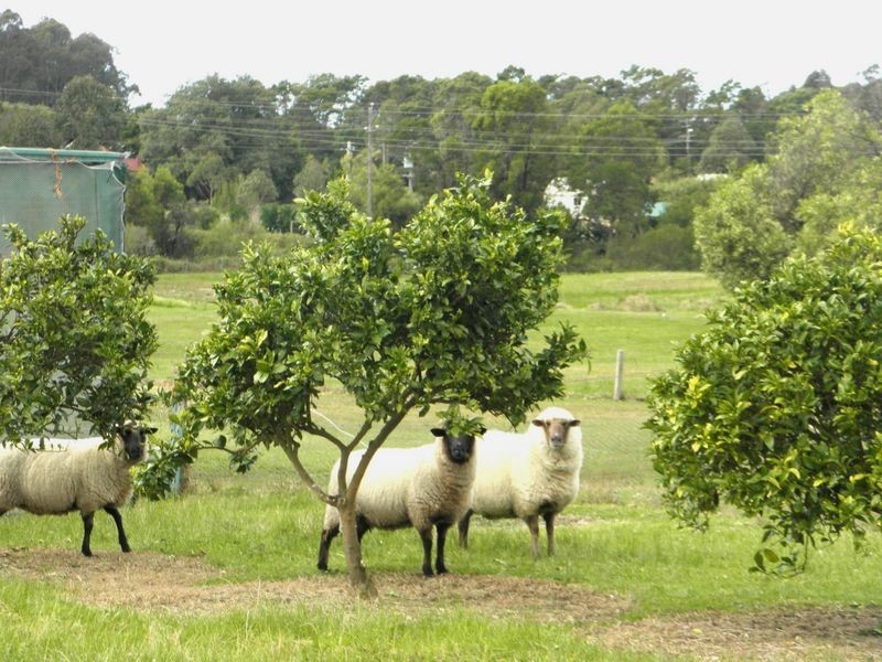 Lot 17 Battunga Drive, Tomerong NSW 2540