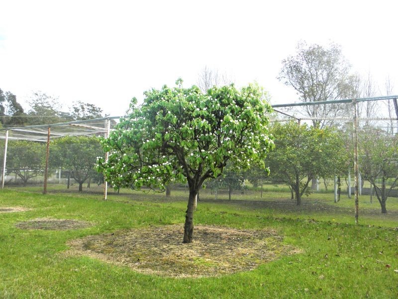 Lot 17 Battunga Drive, Tomerong NSW 2540