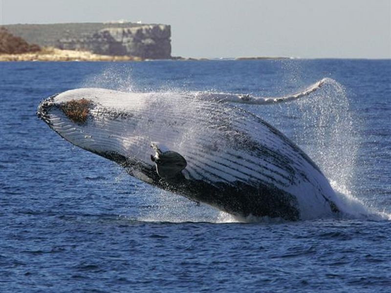 Lot 3 The Wool Road, St Georges Basin NSW 2540