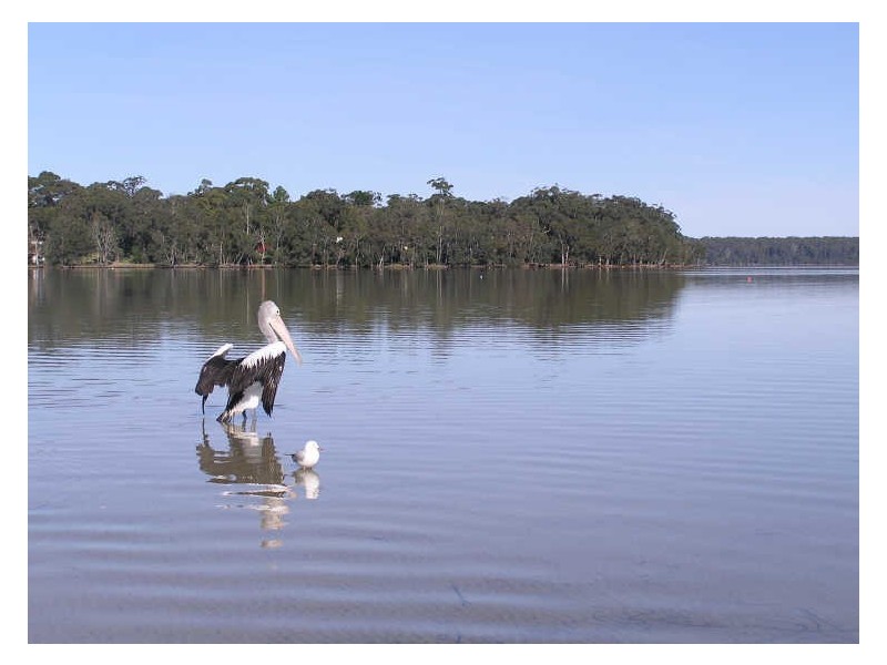 153 Walmer Ave, Sanctuary Point NSW 2540