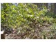 Delaneys Creek QLD 4514