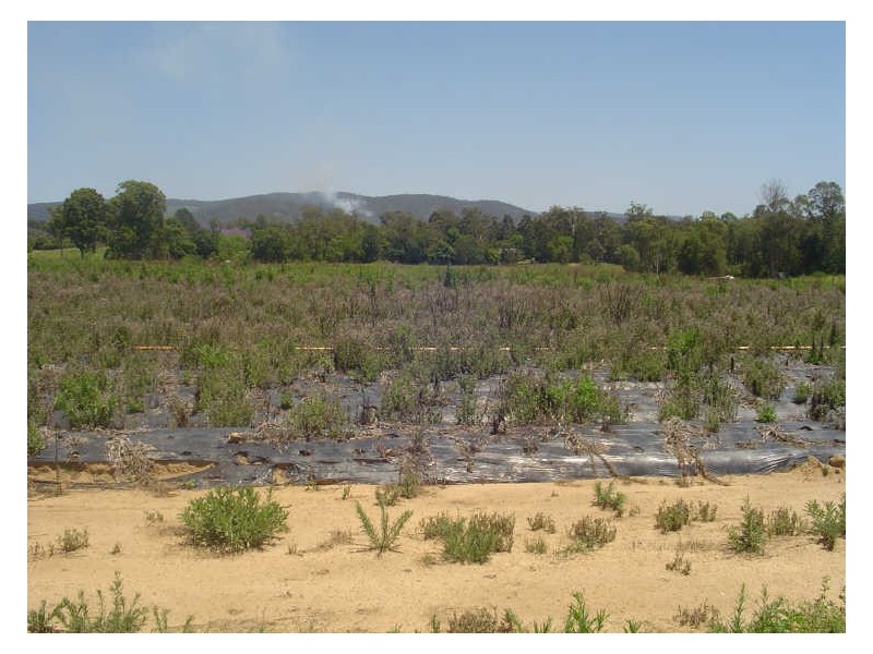 Wamuran QLD 4512
