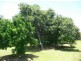 Morayfield QLD 4506