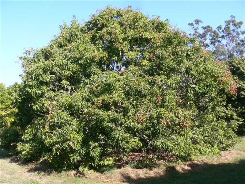 Caboolture QLD 4510