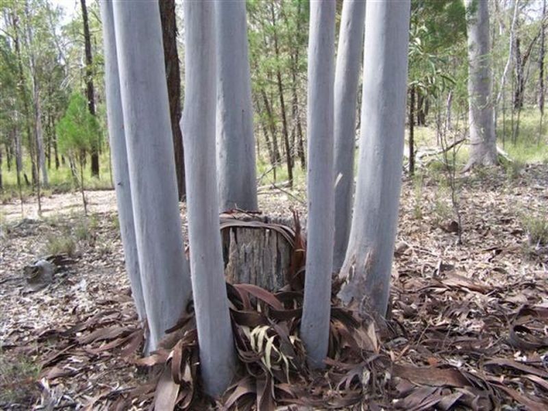 Kogan QLD 4406