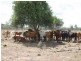 Cecil Plains QLD 4407