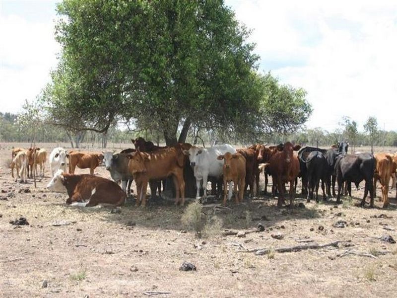 Cecil Plains QLD 4407