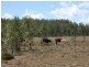 Cecil Plains QLD 4407