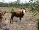 Cecil Plains QLD 4407