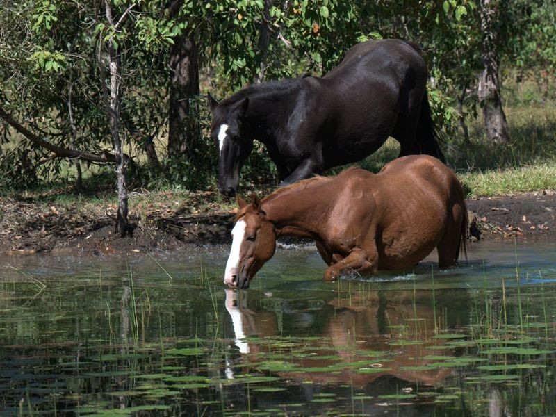 195 Meldale Rd, Meldale QLD 4510