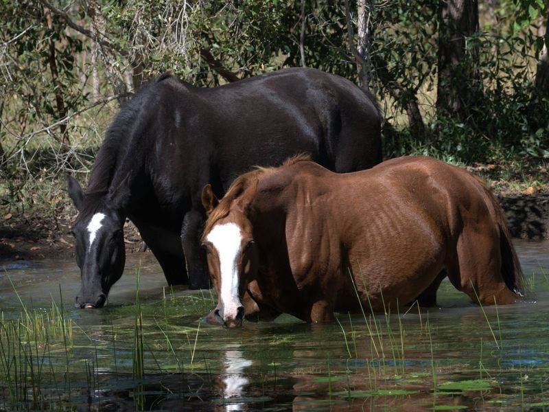 195 Meldale Rd, Meldale QLD 4510