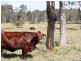 Woodford QLD 4514