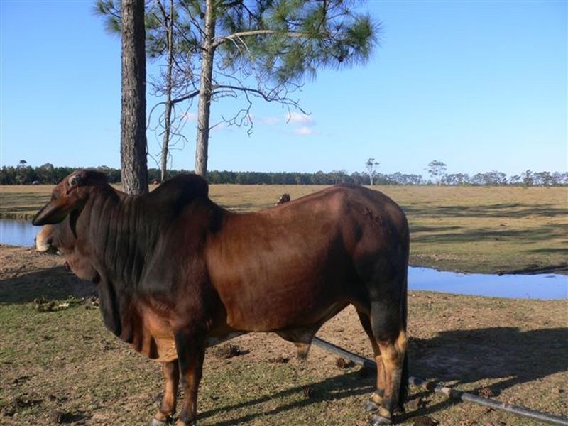 Caboolture QLD 4510