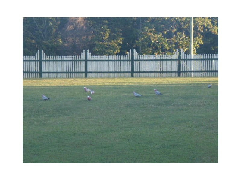 64 Breadsell Dr, Caboolture QLD 4510