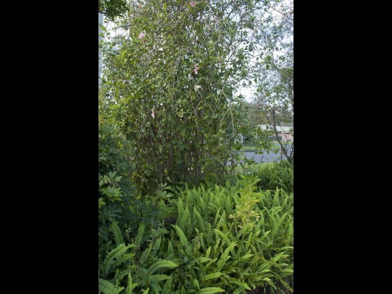 15a Gardenia St, Caboolture QLD 4510