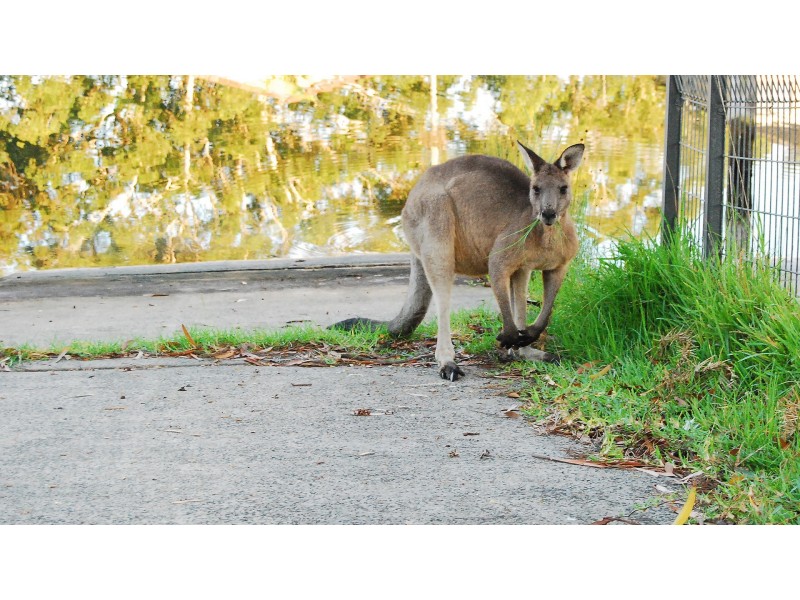 16 Thora Street, Sussex Inlet NSW 2540