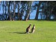 Chalet 7 Berrara Road, Berrara NSW 2540