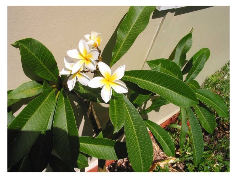 16 Sixth Avenue, Berrara NSW 2540