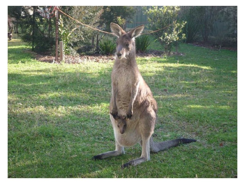 67 Berrara Road, Berrara NSW 2540