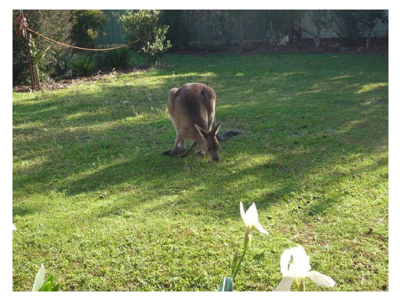 67 Berrara Road, Berrara NSW 2540