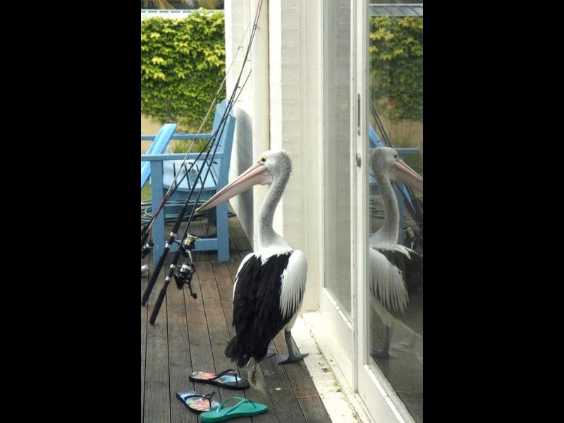 35 Thora Street, Sussex Inlet NSW 2540