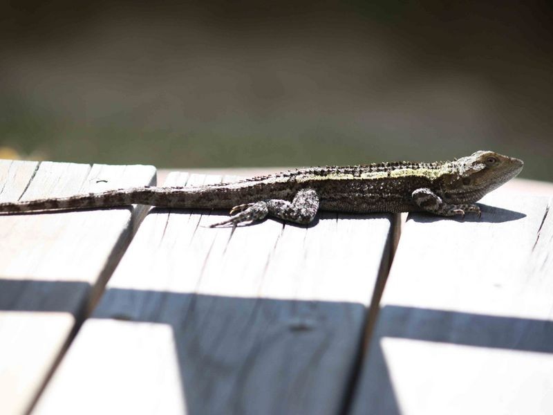 7 Koolyn Drive, Cudmirrah NSW 2540