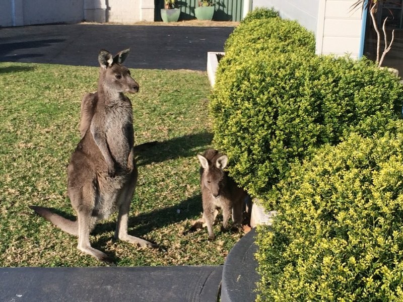 17 Wirreecoo Road, Berrara NSW 2540