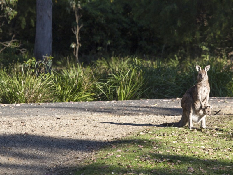 636 Murramarang Road, Kioloa NSW 2539