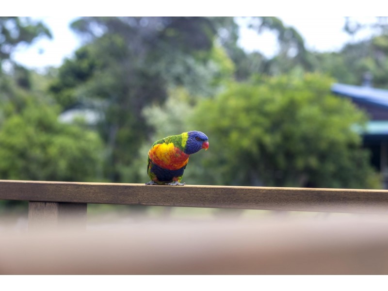 51 Mercury Drive, Lake Tabourie NSW 2539