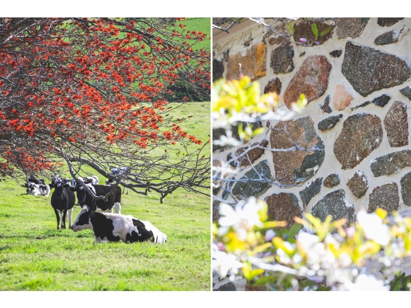 140 Wilfords Lane, Milton NSW 2538