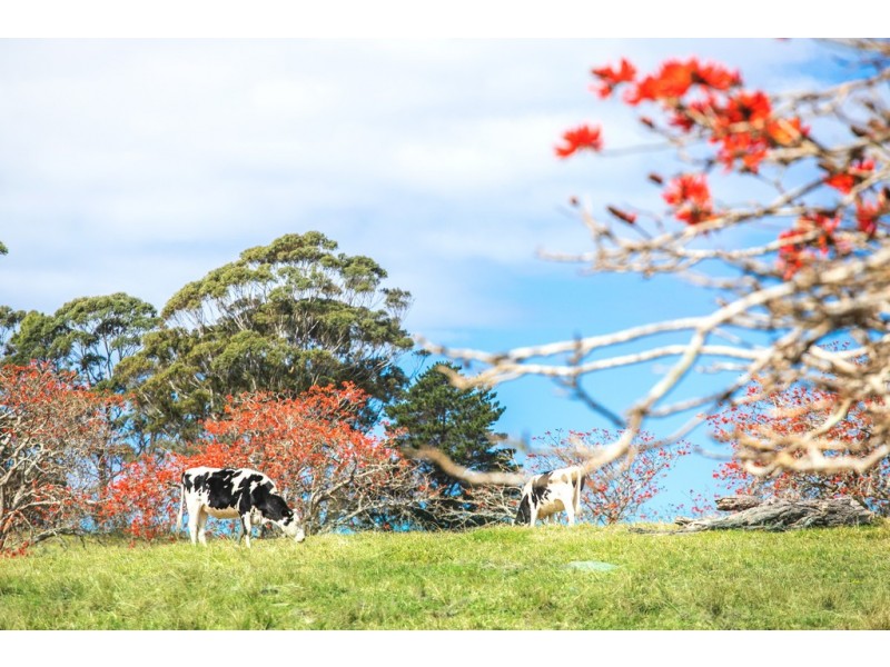 140 Wilfords Lane, Milton NSW 2538