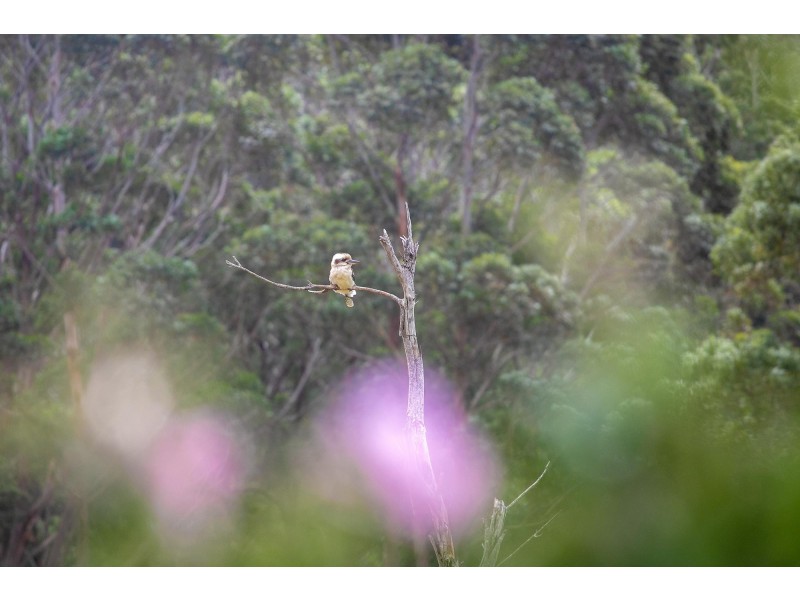 8 Everett Court, Mollymook Beach NSW 2539