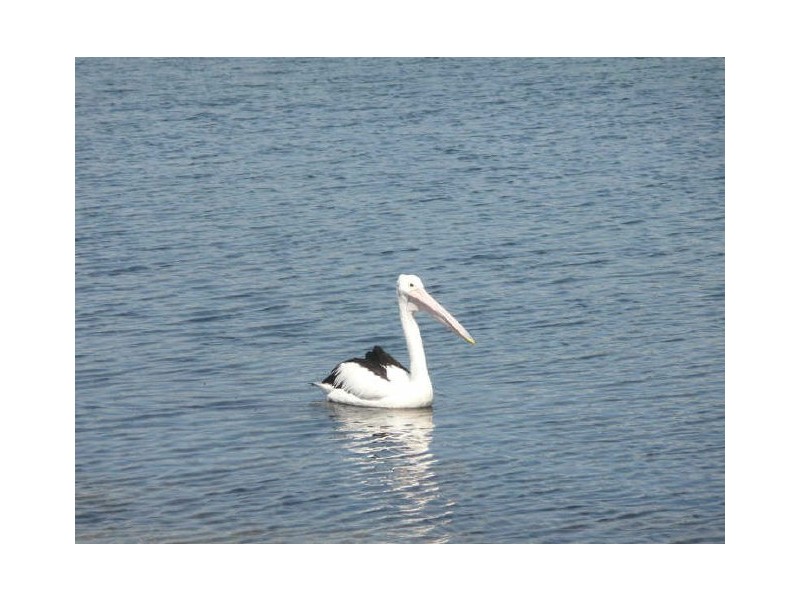 36 McDonald Parade, Burrill Lake NSW 2539