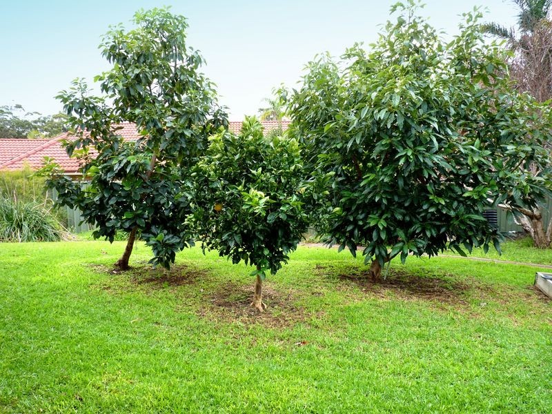 20 Tulip Oak Drive, Ulladulla NSW 2539