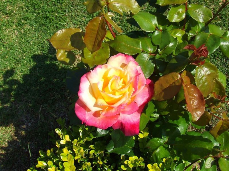 39 Carramar Crescent, Ulladulla NSW 2539