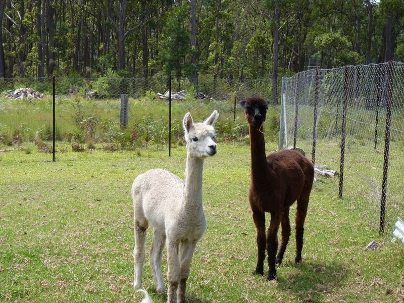 39 Pebbly Beach Road, East Lynne NSW 2536