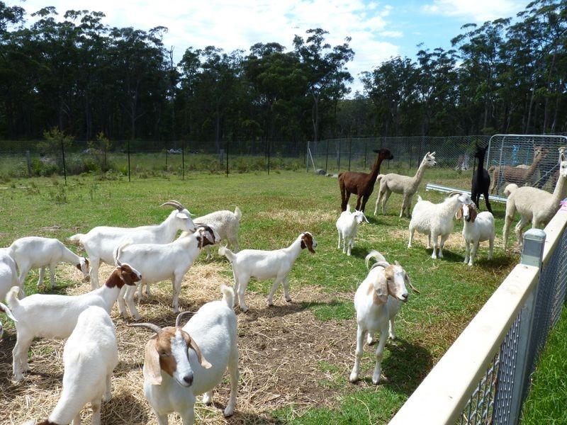 39 Pebbly Beach Road, East Lynne NSW 2536