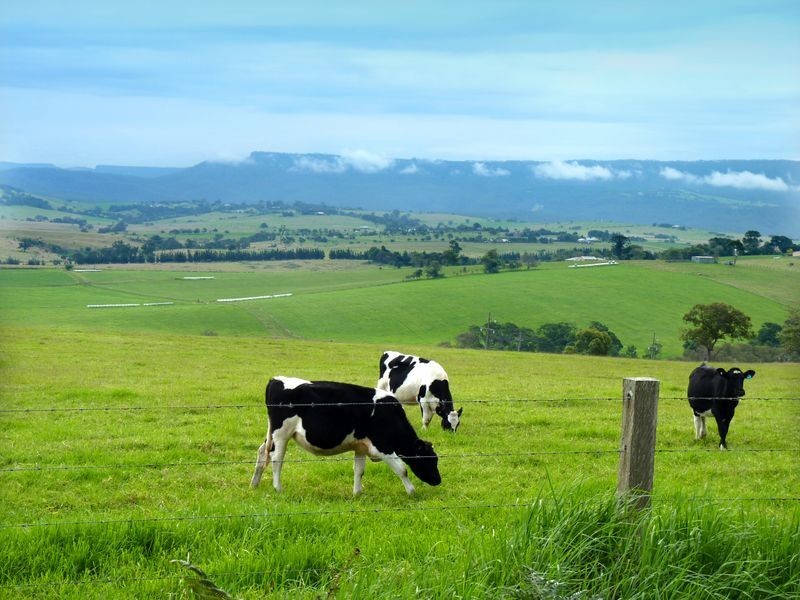 193 Wilfords Lane, Milton NSW 2538