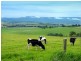 193 Wilfords Lane, Milton NSW 2538