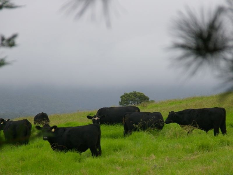 108 Evans Lane, Milton NSW 2538