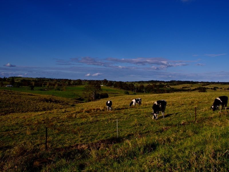 24 Hobbs Lane, Milton NSW 2538