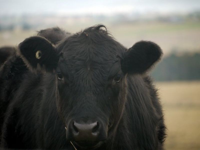 108 Evans Lane, Milton NSW 2538