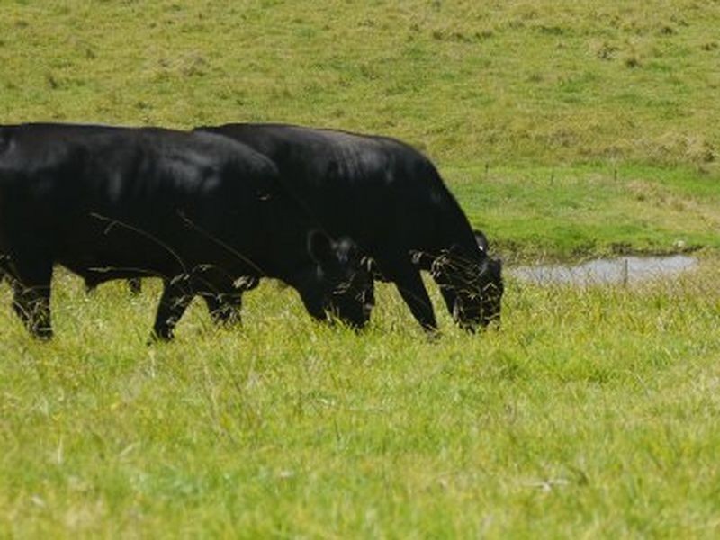 108 Evans Lane, Milton NSW 2538