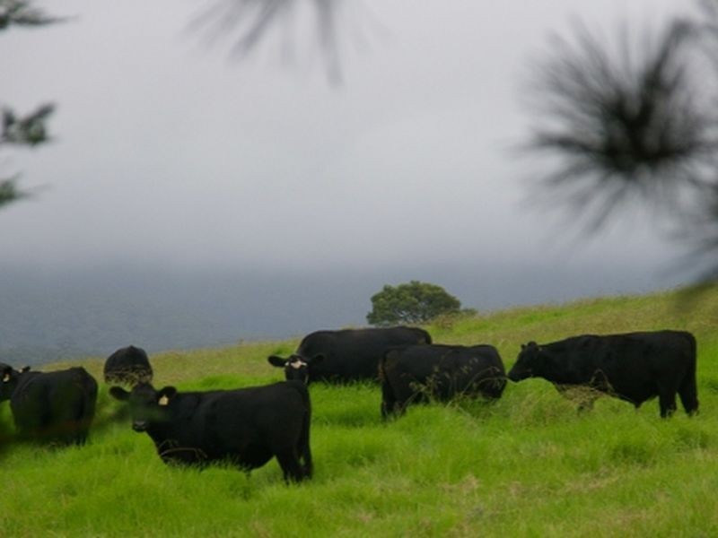 108 Evans Lane, Milton NSW 2538