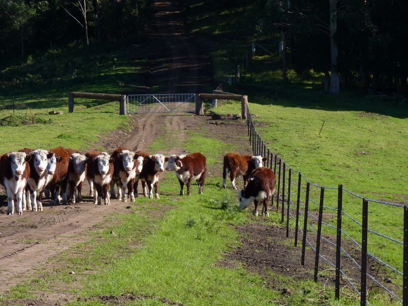 Lot 842 Woodburn Road, Milton NSW 2538
