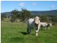 626 Croobyar Road, Milton NSW 2538